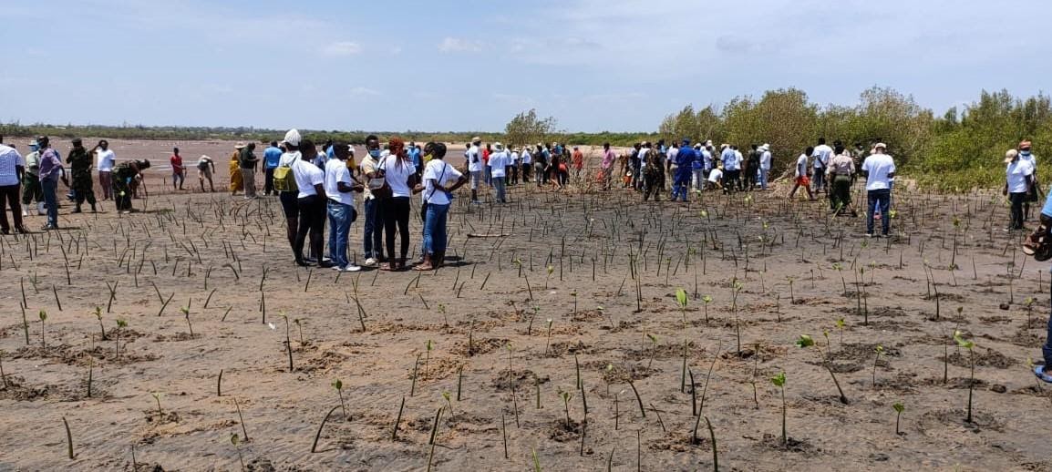 Planting of mangroves at the River Sabaki